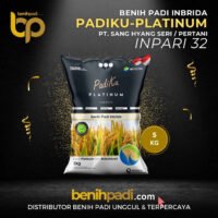 Benih Padi merek PADIKU PLATINIUM Varietas Inpari 32 Produksi SHS