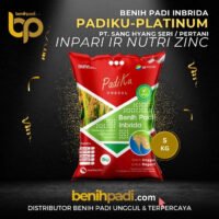 Benih Padi merek PADIKU UNGGUL Varietas Inpari Ir Nutri Zinc Produksi SHS