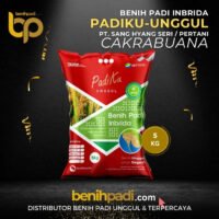 Benih Padi merek PADIKU UNGGUL Varietas Cakrabuana Anggritan Produksi SHS
