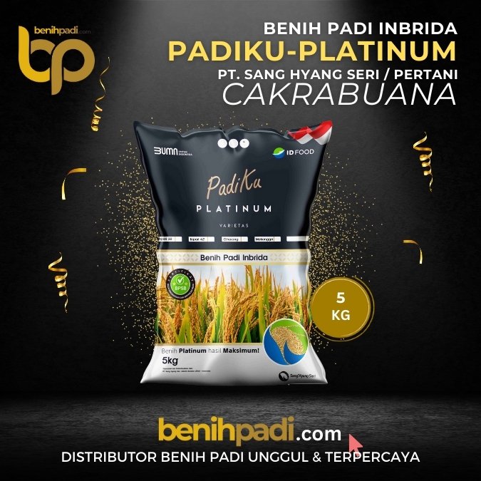 BENIH PADI INPARI 32 PADIKU (18)