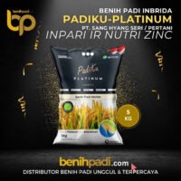 Benih Padi merek PADIKU PLATINUM Varietas Inpari Ir Nutri Zinc Produksi SHS