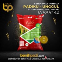 Benih Padi merek PADIKU UNGGUL Varietas Inpari 42 Produksi SHS