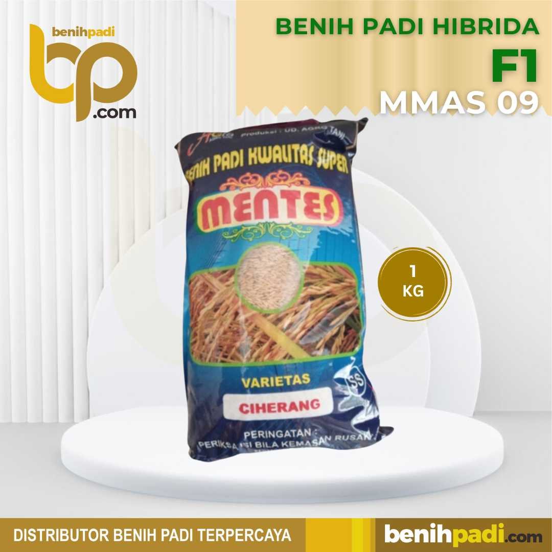 DISTRIBUTOR BENIH PADI UNGGUL & TERPERCAYA (3)