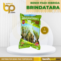 Benih Padi Hibrida Merk BRINDATARA 8-F1