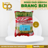 Benih Padi Hibrida Merk BRANG BIJI MS 811