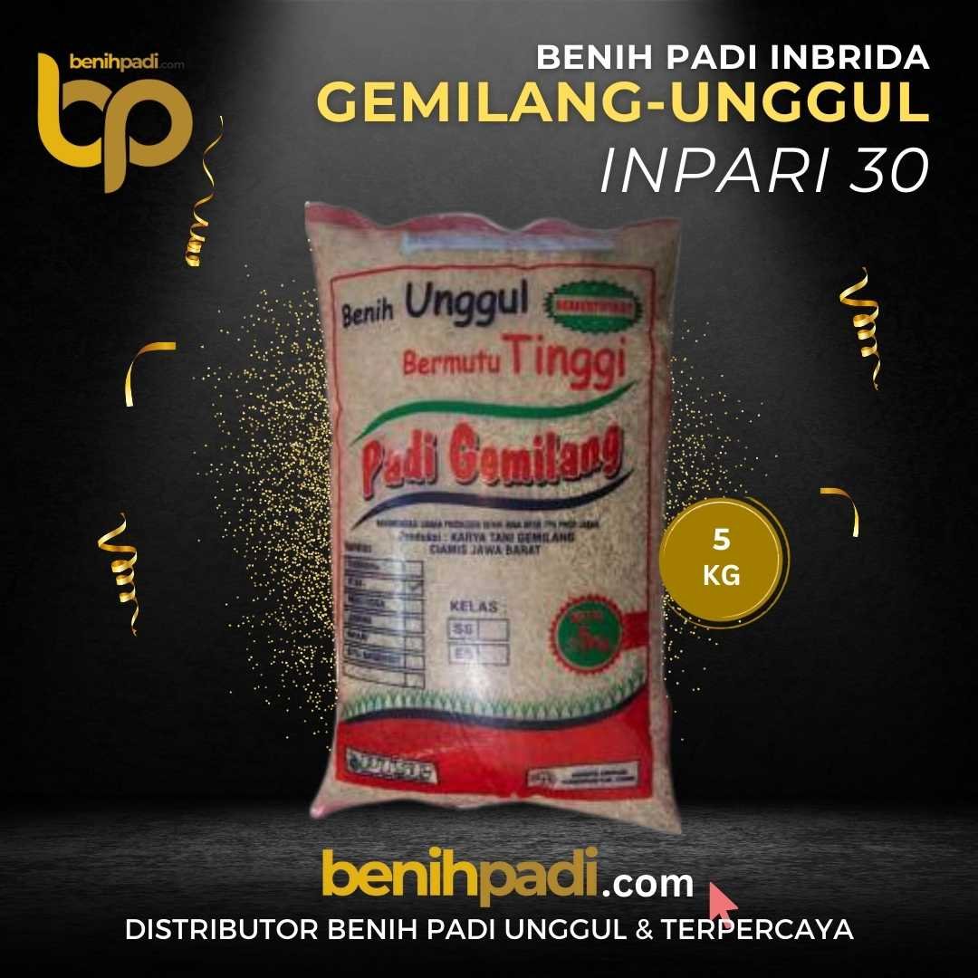 BENIH PADI INPARI 32 PADIKU (8)