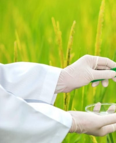 20171227-Rice-research-shutterstock-35abexgtpmo9cheue8sg00